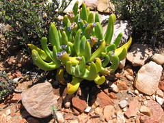 Glottiphyllum regium