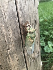 Neotibicen