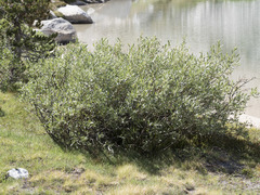 Salix orestera
