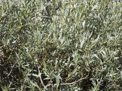 Salix orestera