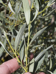 Salix orestera