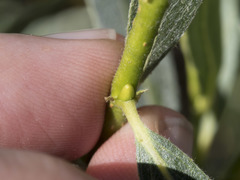 Salix orestera