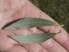 Salix orestera