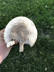 Agaricus
