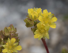 Ivesia lycopodioides