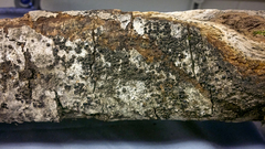 Amphirosellinia evansii