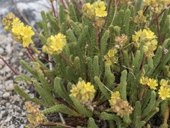 Ivesia lycopodioides