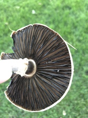 Agaricus