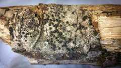 Amphirosellinia evansii