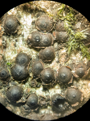 Amphirosellinia evansii