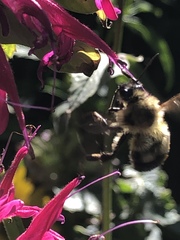 Bombus bimaculatus