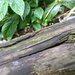 ツノフノリタケ