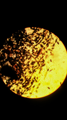 Amphirosellinia evansii