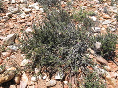 Pachypodium bispinosum
