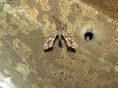 Lineodes triangulalis