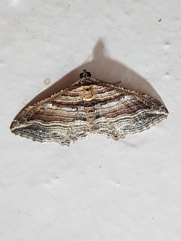 Orthonama effluata