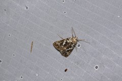 Syngrapha rectangula