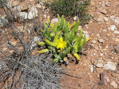 Glottiphyllum regium