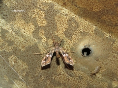 Lineodes triangulalis