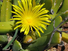 Glottiphyllum regium