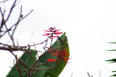 Heliomaster longirostris