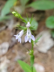 Lobelia inflata