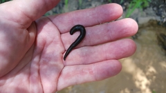 Glossiphoniidae