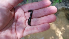 Glossiphoniidae