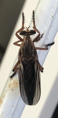 Diogmites sallei