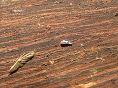 Norvellina pulchella
