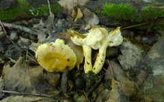 Russula pulverulenta