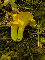 Cantharellus flavolateritius