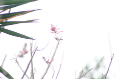 Heliomaster longirostris