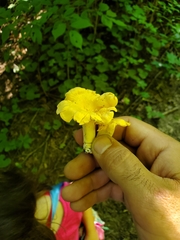Cantharellus flavolateritius