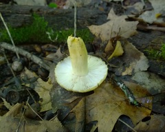Russula pulverulenta