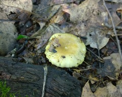 Russula pulverulenta