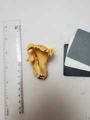 Cantharellus flavolateritius