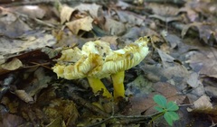 Russula pulverulenta