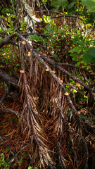 Deconica horizontalis