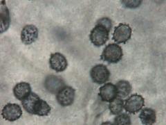 Russula pulverulenta