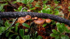 Deconica horizontalis