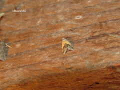 Tripudia balteata