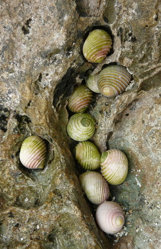 Pleated Nerite