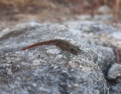 Triturus pygmaeus
