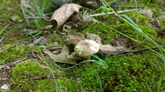 Lactarius gerardii fagicola