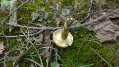 Lactarius gerardii fagicola
