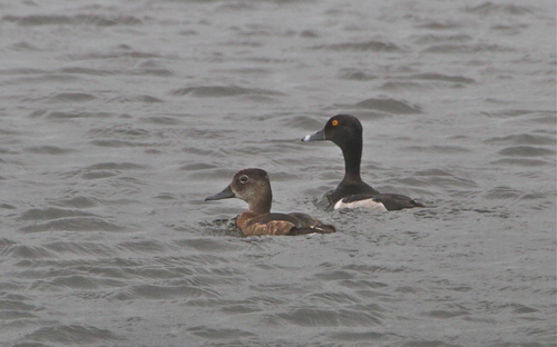 Ring-necked Duck