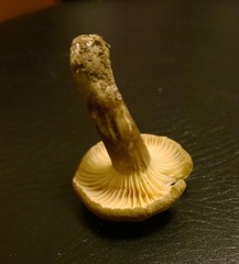 Lactarius gerardii fagicola