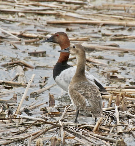 Canvasback