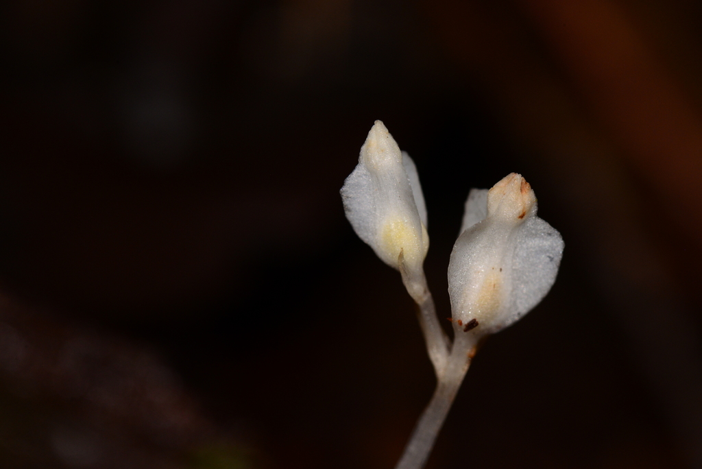 Burmannia cryptopetala